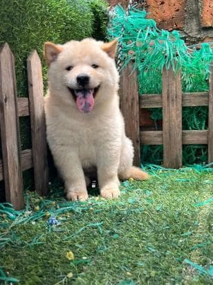 土狗幼犬最明显的特征