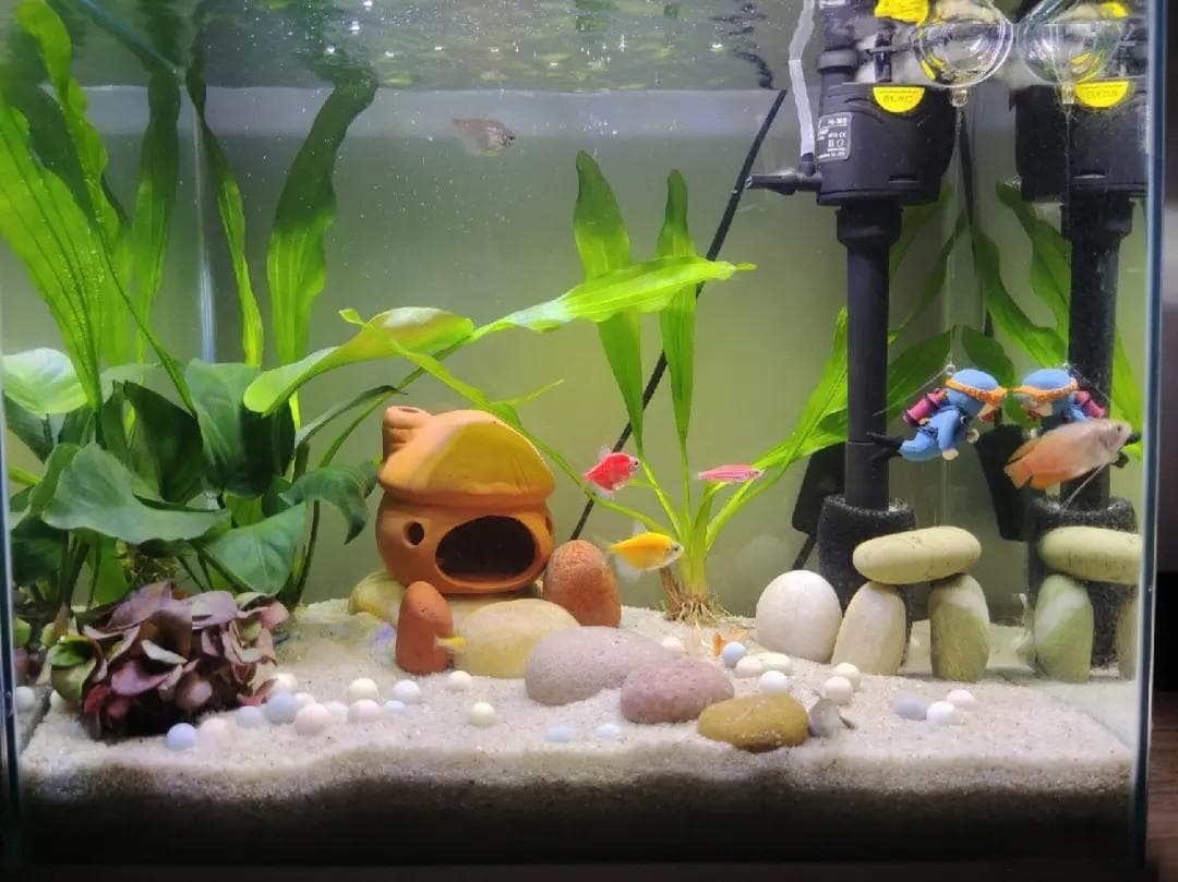 新手必看！开缸养鱼🐟记