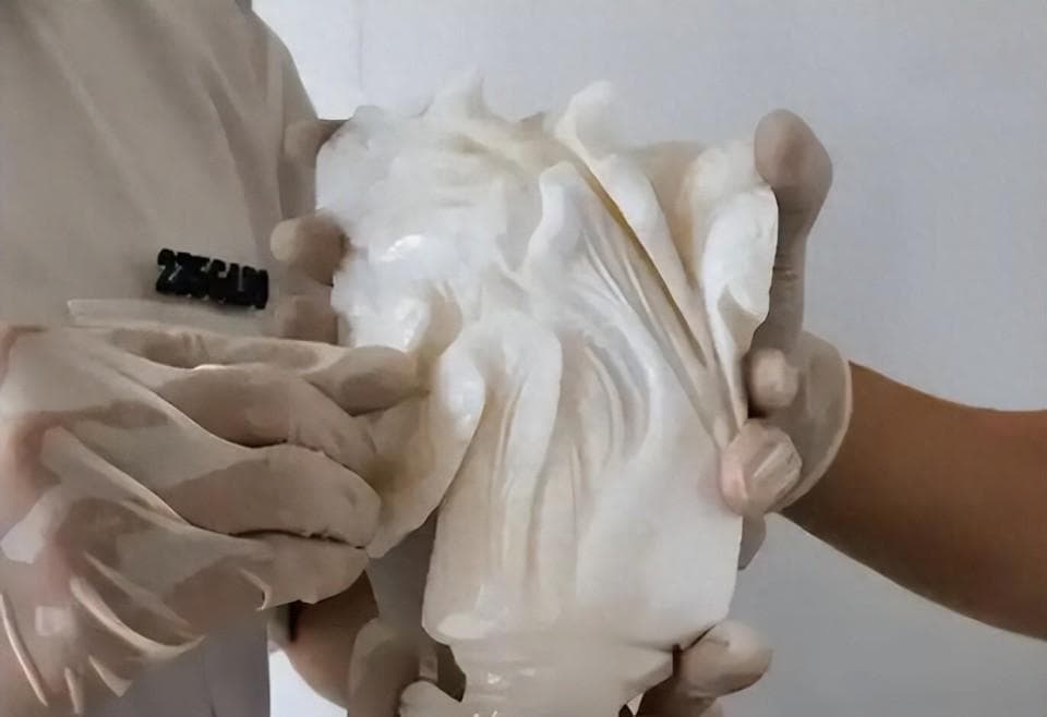 南京海关查获“大白菜”，鉴定为砗磲，网友：一级“牢底坐穿贝”