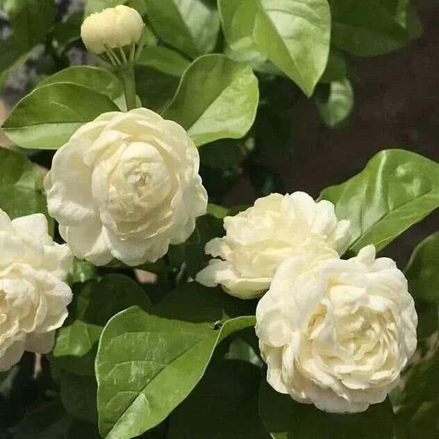 十大最美的茉莉花品种：每一朵都散发着独特的芬芳