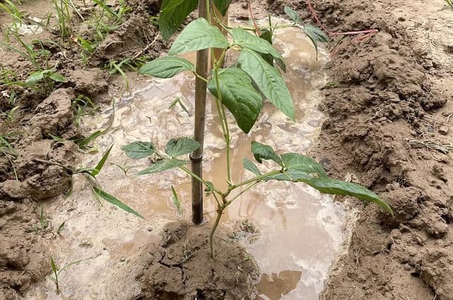 5月份能种什么菜？这6种蔬菜别错过，7-8月就能吃到，早做准备