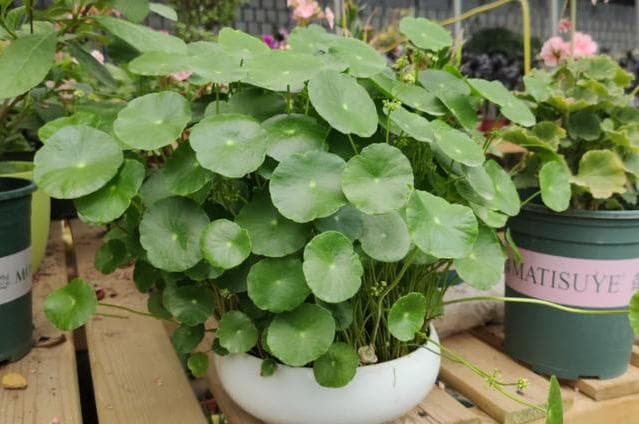 好养活的水培植物有哪些品种（可长期养的水培植物介绍）