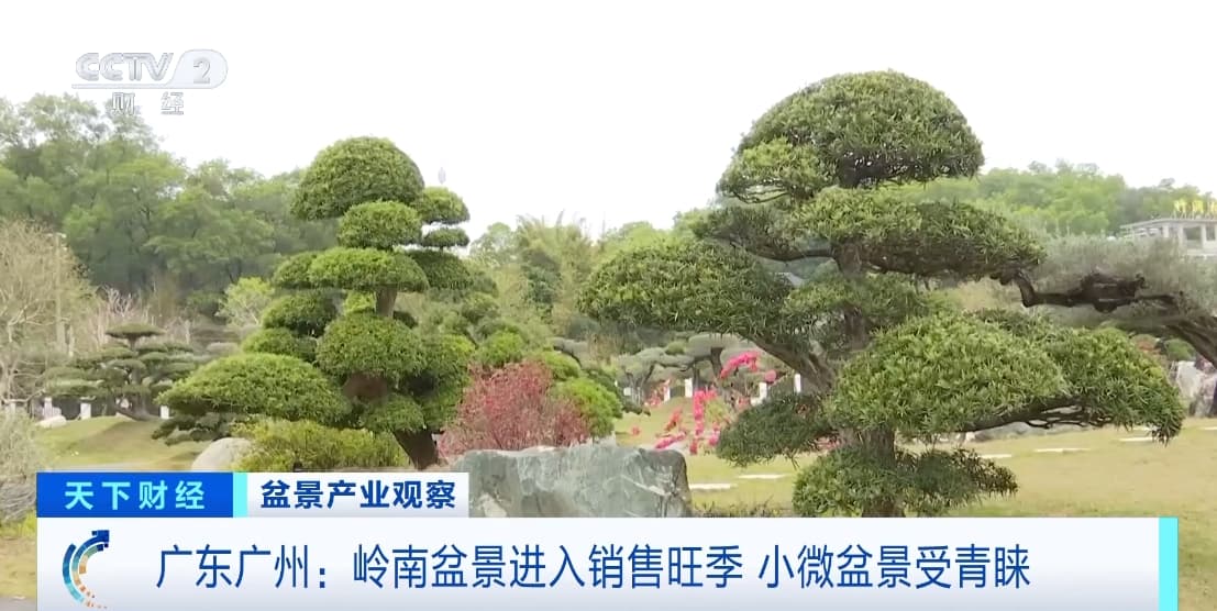 广州赤坭镇盆景销售火热！小微盆景成新宠，销量价格双涨