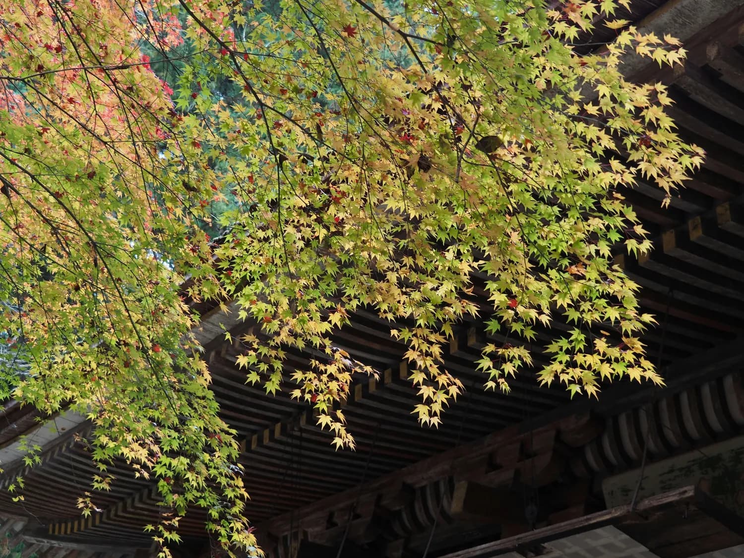 秋游晋祠：千年古建与金黄银杏的完美邂逅