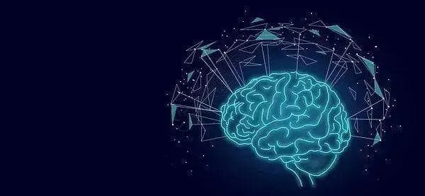 Nature 经典回顾 | 重塑神经科学范式：大脑形状决定功能的新发现
