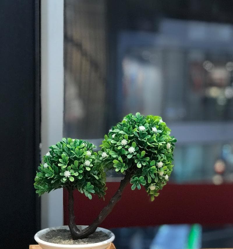 香椿树的生长环境与特点（探讨香椿树的喜阳还是喜阴）