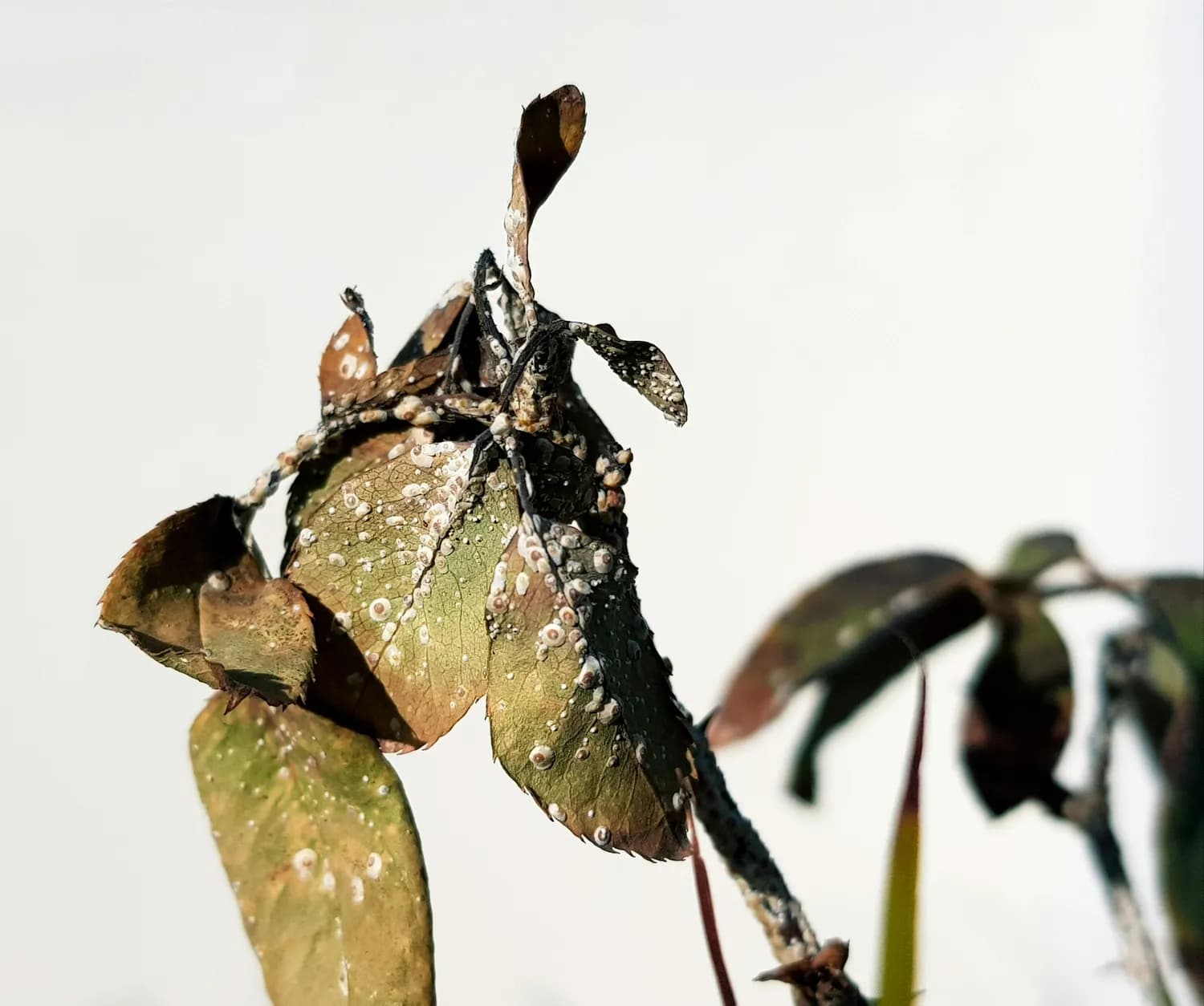 冬季室内植物养护指南：4大要素解决萎蔫黄叶难题