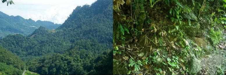 云南马关发现新的“迷你龙”！招龙棱蜥揭示喀斯特地貌生物多样性