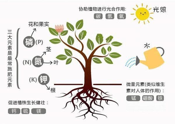 月季微量元素缺乏对照图