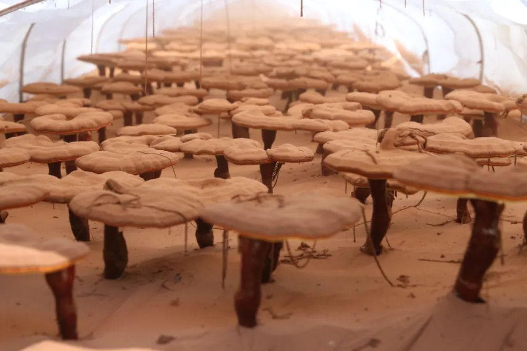 灵芝孢子粉是不是越苦越好，三萜含量越高？