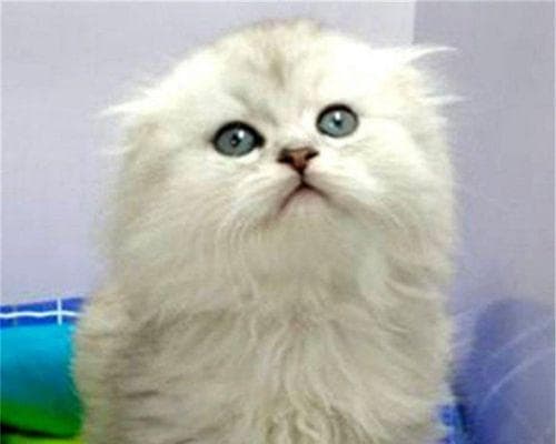 为什么我的猫咪总是攻击我？原因分析与解决方案