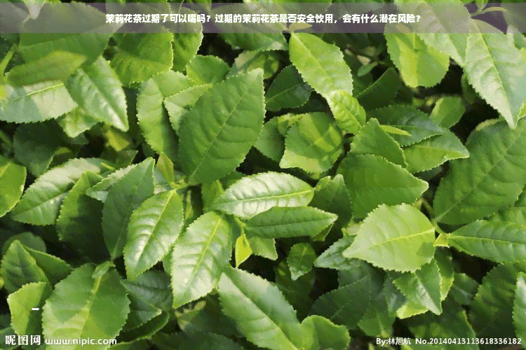 茉莉花茶过期了可以喝吗？过期的茉莉花茶是否安全饮用，会有什么潜在风险？