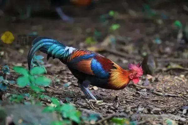 野鸡最喜欢吃什么？有何依据？