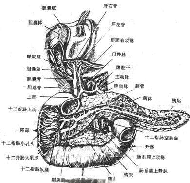 人体解剖学：十二指肠的结构与功能
