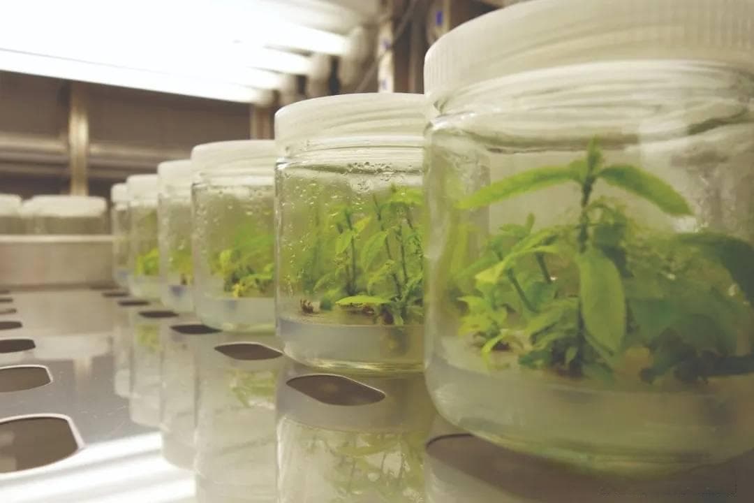 植物组织培养外植体真菌与细菌感染全解析