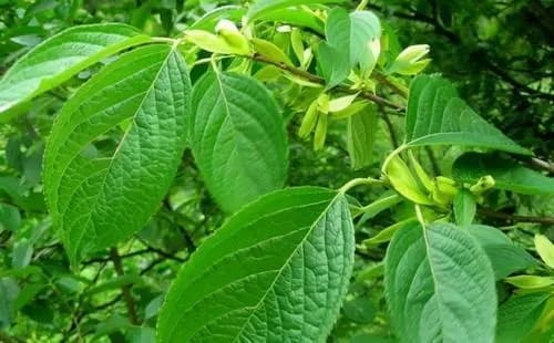 杜仲种植存在的几种常见问题及解决方法