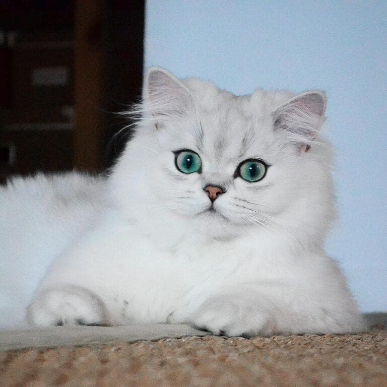 当心！猫咪口臭可能是这些疾病的信号
