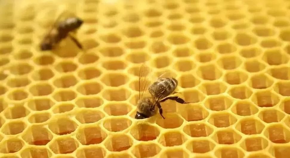 超有趣的动物趣味数学小故事：这6个动物小故事让孩子爱上数学