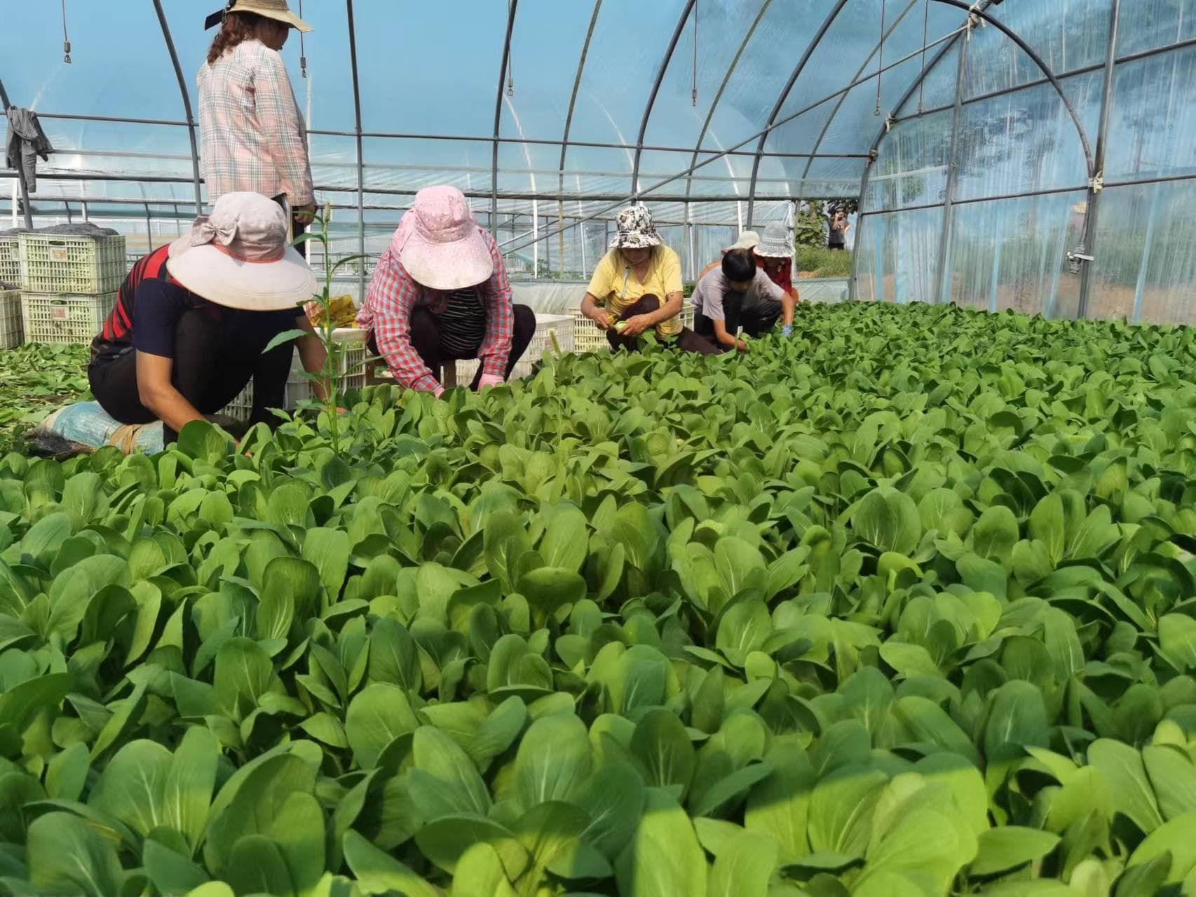 河南郏县：调整种植结构，发展特色产业