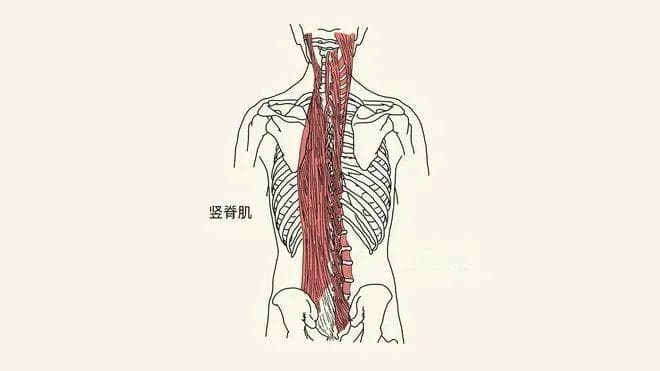 脊柱上的这块肌肉，其实是块“延寿肌”