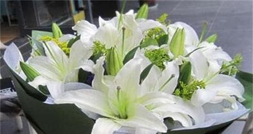 百合花的象征意义与送女朋友的深意