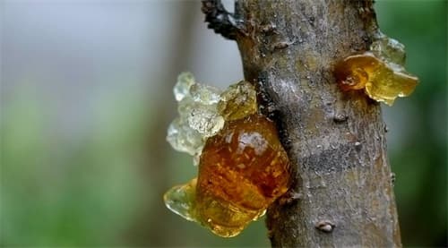 桃胶的功效与作用及药用价值是什么