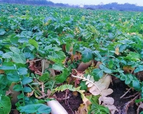 白萝卜什么时候种植最佳？白萝卜种植与收获时间详解
