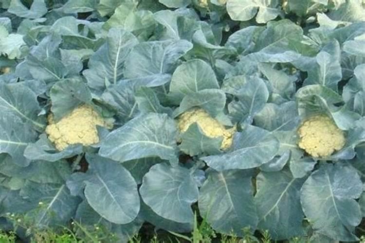 四季青花菜种植全攻略：掌握季节性要点，确保绿意盎然