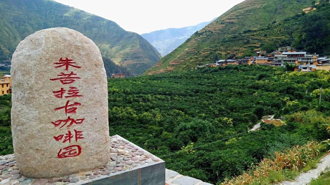 云南的第一棵咖啡树，竟是法国人种下的？