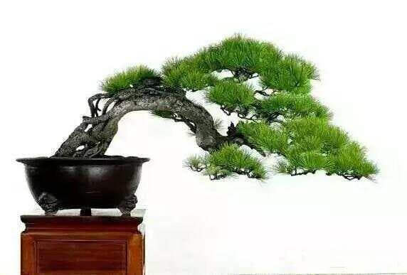 松树盆景种植全攻略：十个关键要点助力新手提升成活率