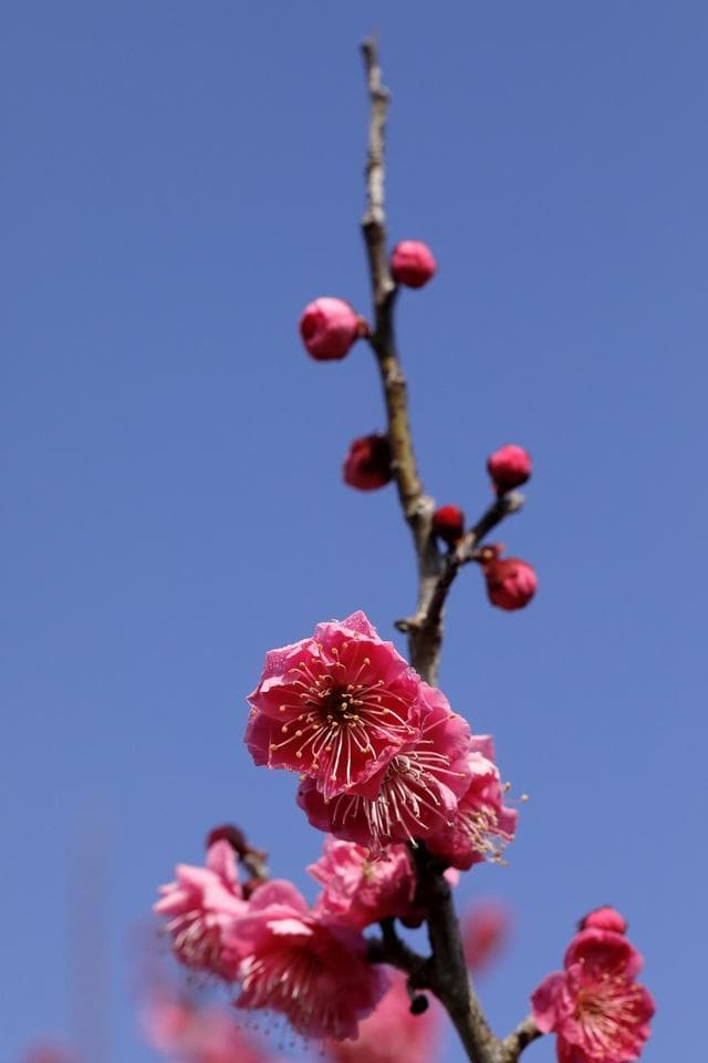 冬日双璧：腊梅梅花的文化意蕴