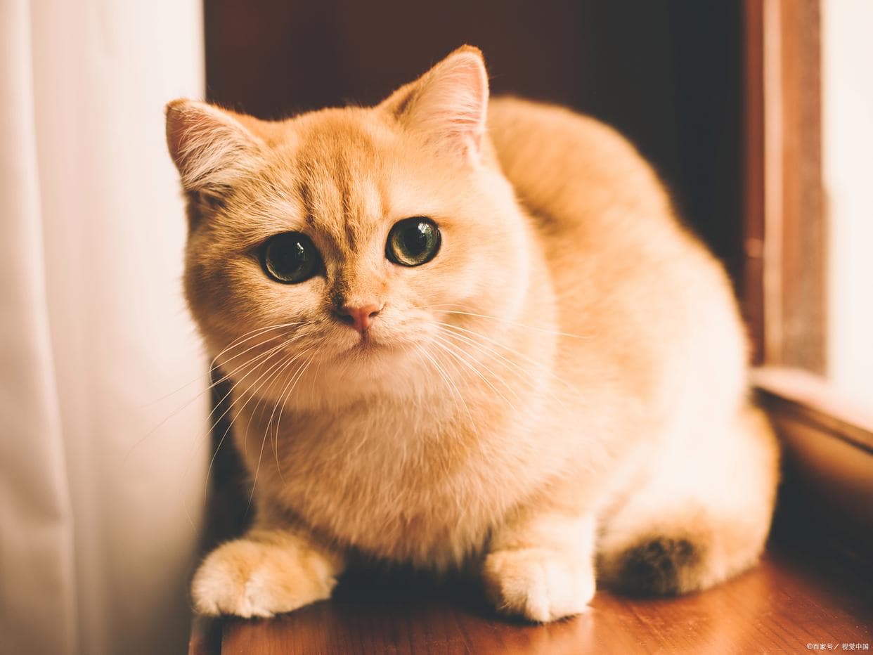养金渐层猫的十大忠告，快来看看你准备好了吗？