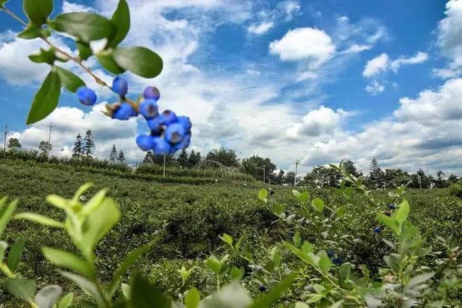 蓝莓产业化基地项目可行性研究报告
