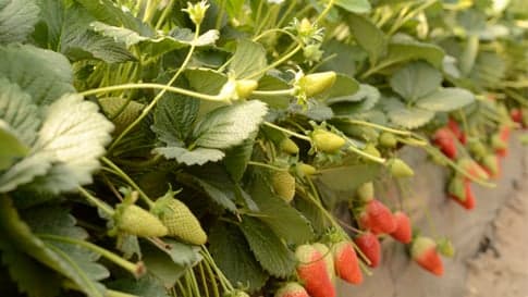 草莓种植技术指南：从土壤到施肥全解析