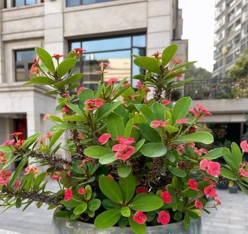 哪些花卉可以实现一年四季持续开花？