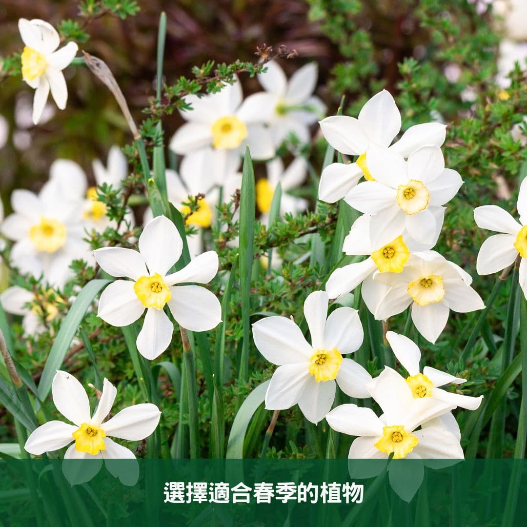 春季户外植树全方位指南：从选种到护理的专业建议