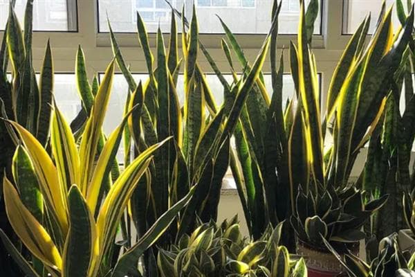 虎皮兰的养殖方式，生长期每隔10-15天追施一次肥料