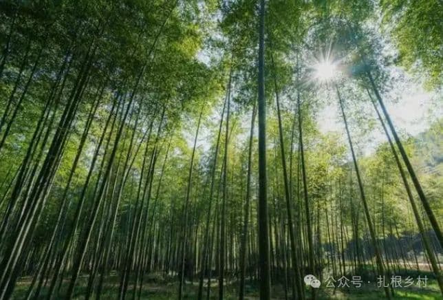 俗语“门前不栽竹，房后不栽树”是啥道理？为何房前不能种竹子？