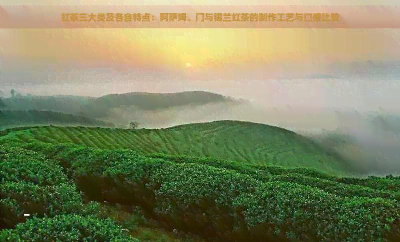 红茶三大类及各自特点：阿萨姆、门与锡兰红茶的制作工艺与口感比较
