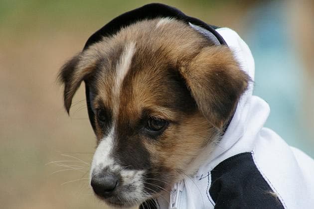 犬瘟热的症状、治疗方法及预防措施