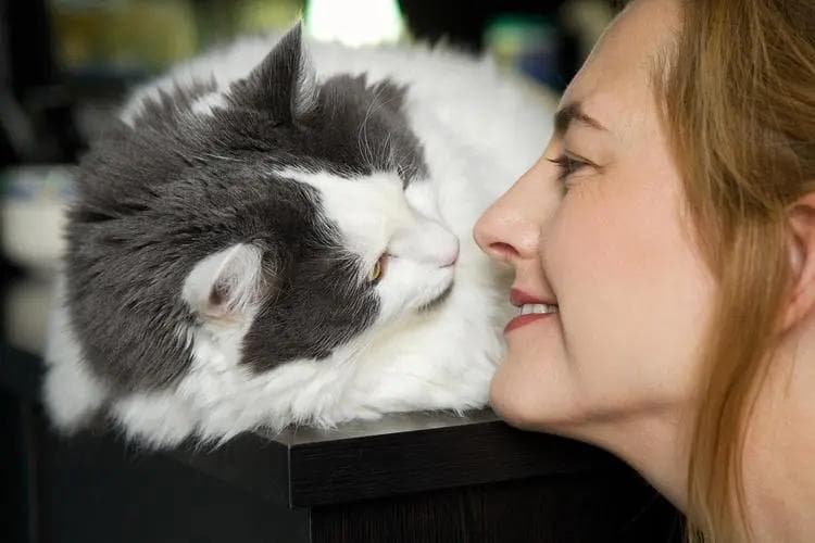 养猫久了才发现：多跟猫咪聊天，原来有这么多隐藏好处！