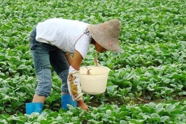 过磷酸钙是什么肥料