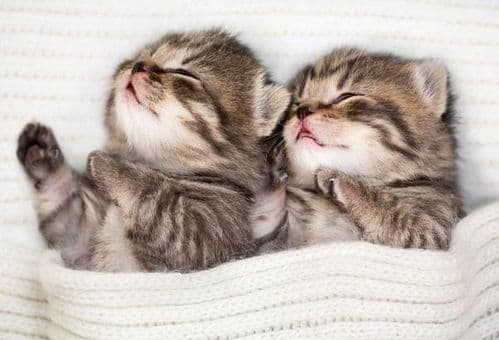 猫咪软便久治不愈？找准原因是关键！