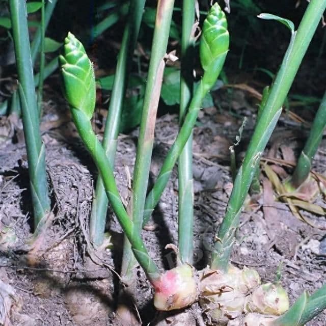 民间万能药——生姜