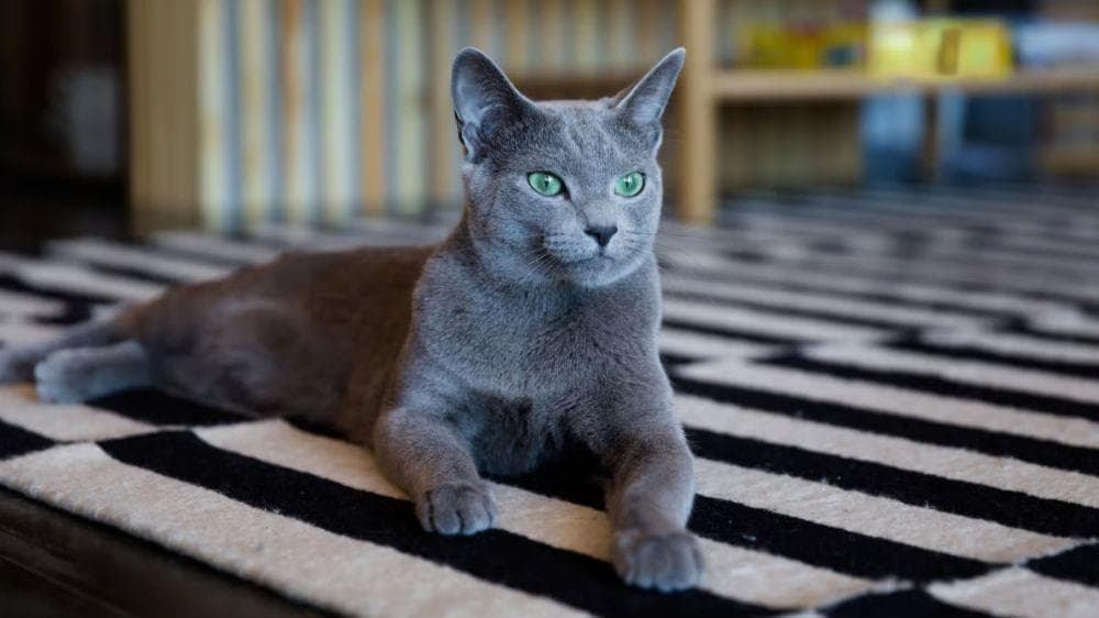 俄罗斯蓝猫：优雅与神秘的化身