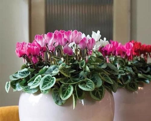 宿舍里养什么花好？（15种适合宿舍的花卉推荐，打造舒适温馨的生活空间）