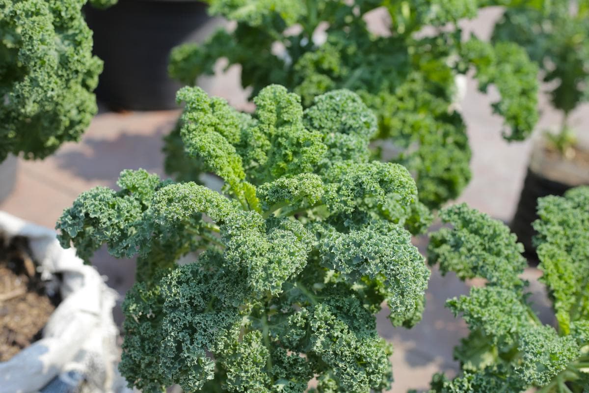 羽衣甘蓝粉正确喝法：简单易学的健康饮品制作方法
