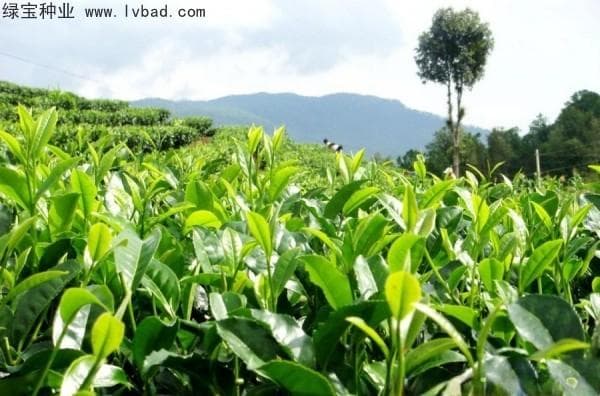 茶籽什么时候播种？详解茶树种植与养护要点
