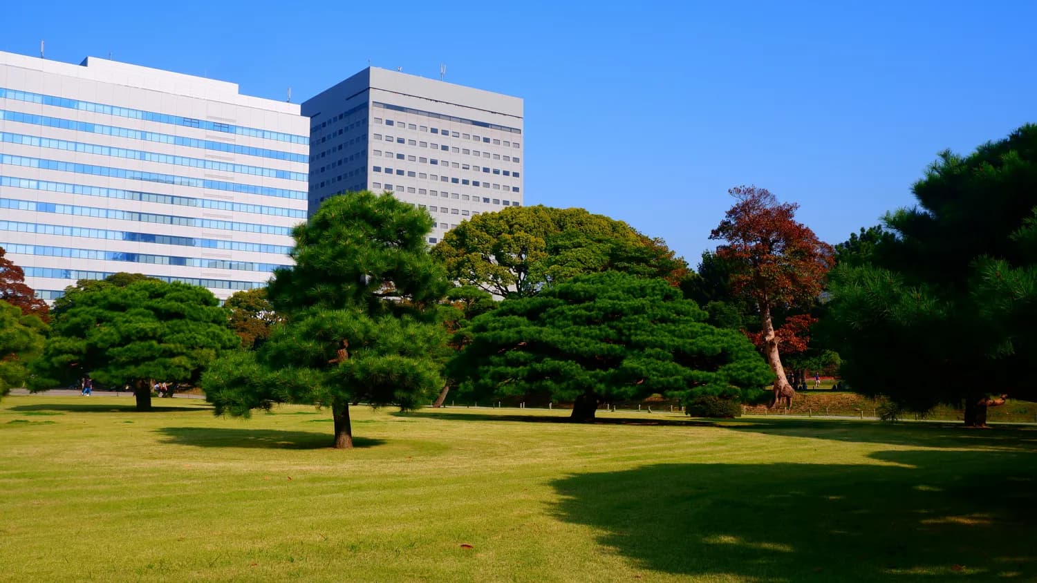 日本大学入学指南：年龄、学历要求及申请流程全解析