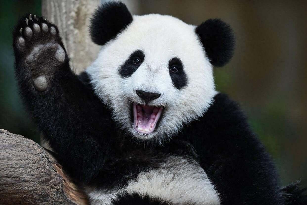 熊猫被称为国宝的由来，你真的了解吗？